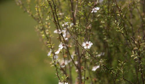 The Mānuka Bush