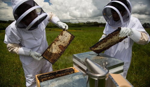 Local Honey vs Manuka Honey, which do I need?