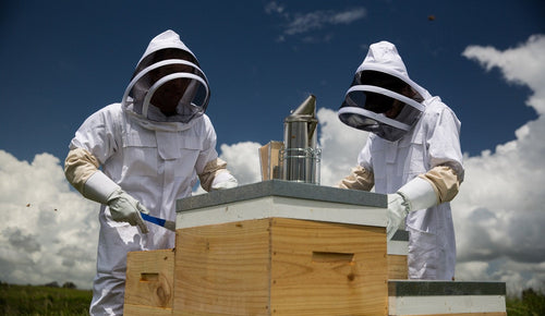 What do beekeepers do? A British travel writer meets Sticky, one of New Zealand’s top beekeepers, to find out