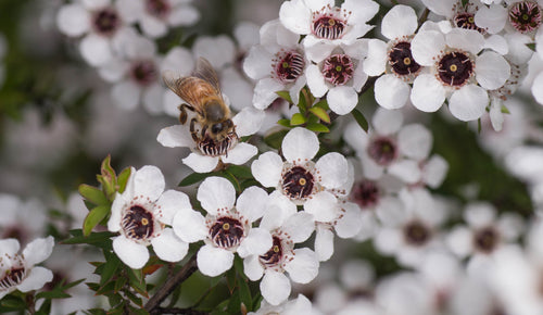 Why is bee venom so important for skincare?